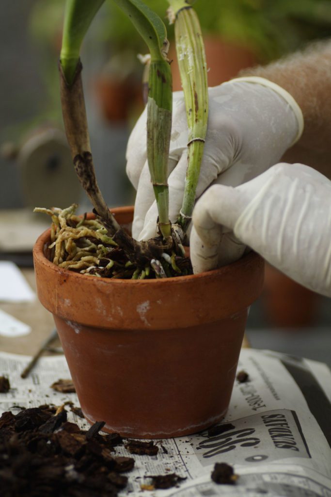 How To Repot An Orchid