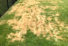 Solve Any Lawn Problem: Your Complete Guide to a Healthy Yard Lawn Problem Solving