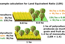 Monoculture to Horticulture Converting your Lawn to a Veganic Garden Monoculture to Horticulture