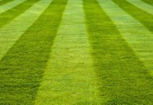 Organic Lawns Success: How to Get Lush Green Lawn Organic Lawns Success