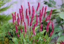 Persicaria also Known As FleeceFlowers Plants Persicaria