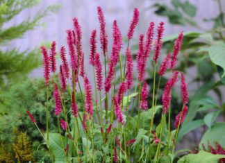 Persicaria also Known As FleeceFlowers Plants Persicaria