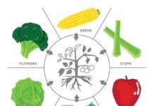 Plant What You Eat Right In Your Own Yard Plant What You Eat