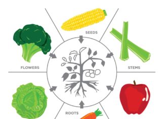 Plant What You Eat Right In Your Own Yard Plant What You Eat
