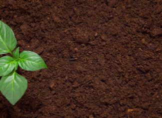 Secrets of Good Soil: Understanding Soil Secrets of Good Soil
