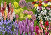 Summer-Flowering Bulbs To Plant Now Summer-Flowering Bulbs