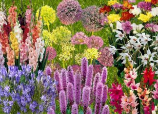 Summer-Flowering Bulbs To Plant Now Summer-Flowering Bulbs