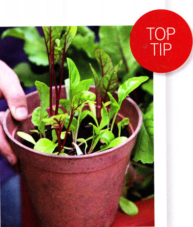 TIP Lettuce in Container