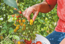 Tomato Growing Tips and Complete Growing Guide Tomato Growing Tips