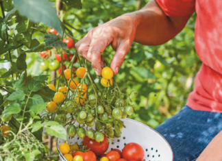 Tomato Growing Tips and Complete Growing Guide Tomato Growing Tips