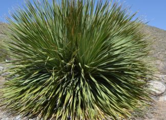 Yucca Plant Indoor Care: Effective Guide to Growing a Thriving Yucca Yucca Plant Indoor Care