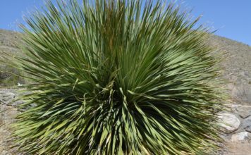 Yucca Plant Indoor Care: Effective Guide to Growing a Thriving Yucca Yucca Plant Indoor Care