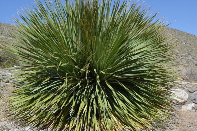 Yucca Plant Indoor Care: Red Yucca Plant - Gardenfrontier