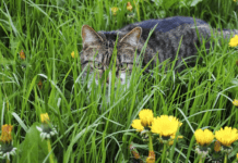 Are Spider Plants Toxic To Cats: And Can It Be Harmful? are spider plants toxic to cats