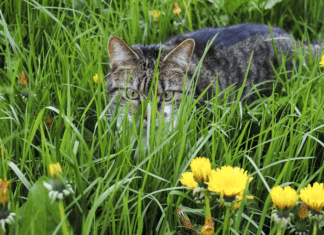 Are Spider Plants Toxic To Cats: And Can It Be Harmful? are spider plants toxic to cats