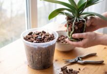 How to Repot an Orchid: Phalaenopsis Roots, Bark Mix & Aftercare How to repot an orchid with fresh bark mix, clear pot, and healthy Phalaenopsis roots