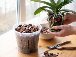 How to Repot an Orchid: Phalaenopsis Roots, Bark Mix & Aftercare How to repot an orchid with fresh bark mix, clear pot, and healthy Phalaenopsis roots