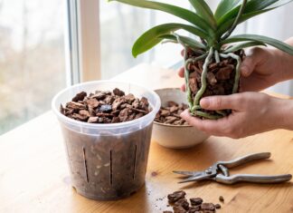 How to Repot an Orchid: Phalaenopsis Roots, Bark Mix & Aftercare How to repot an orchid with fresh bark mix, clear pot, and healthy Phalaenopsis roots
