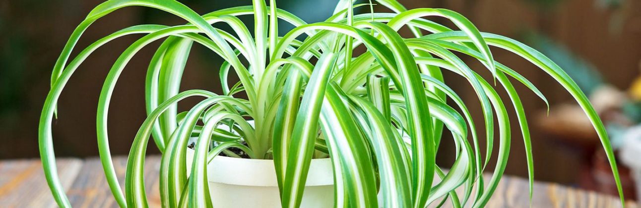 Are Spider Plants Toxic To Cats And Can It Be Harmful?