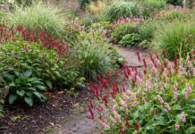 Persicaria Care: How to Grow, Prune, Divide & Control Ornamental Knotweed Pink Persicaria flower spikes blooming in a lush summer perennial border with ornamental grasses