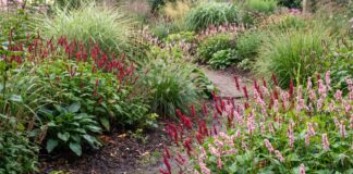 Persicaria Care: How to Grow, Prune, Divide & Control Ornamental Knotweed Pink Persicaria flower spikes blooming in a lush summer perennial border with ornamental grasses