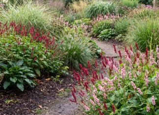 Persicaria Care: How to Grow, Prune, Divide & Control Ornamental Knotweed Pink Persicaria flower spikes blooming in a lush summer perennial border with ornamental grasses