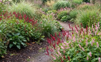 Persicaria Care: How to Grow, Prune, Divide & Control Ornamental Knotweed Pink Persicaria flower spikes blooming in a lush summer perennial border with ornamental grasses
