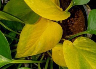 Pothos Yellow Leaves Causes and Solution pothos yellow leaves