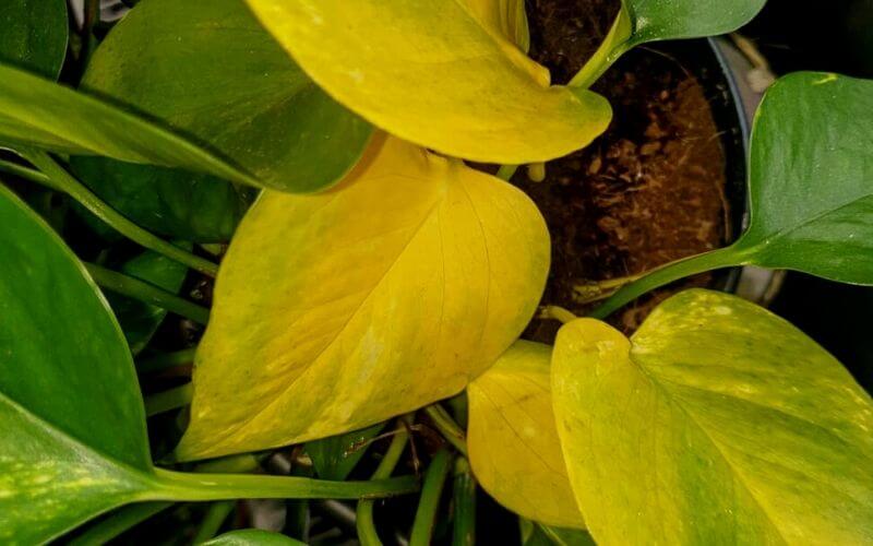 pothos yellow leaves