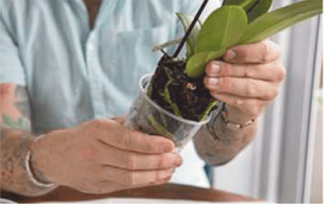 remove orchid from its pot