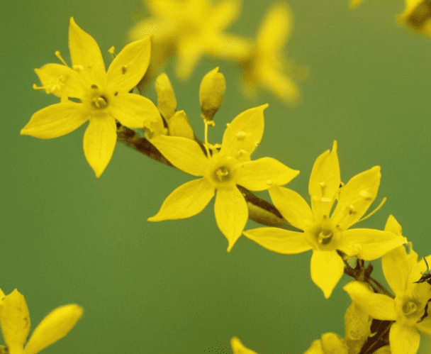 Aphids on Forsythia