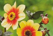 Are Dahlias Annuals Or Perennials Plants: 6 Helpful Tips To Grow Dahlias Are Dahlias Annuals Or Perennials