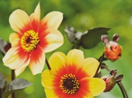 Are Dahlias Annuals Or Perennials Plants: 6 Helpful Tips To Grow Dahlias Are Dahlias Annuals Or Perennials