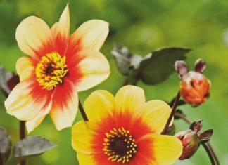 Are Dahlias Annuals Or Perennials Plants: 6 Helpful Tips To Grow Dahlias Are Dahlias Annuals Or Perennials