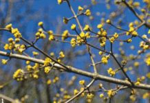 Blooming Life: Blossom Time is Highlight of Spring Blooming Life