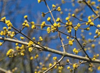 Blooming Life: Blossom Time is Highlight of Spring Blooming Life