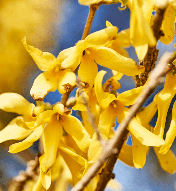 Brown Leaf Tips on Forsythia