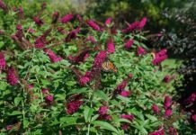 Butterfly Bush Pruning – Butterfly Bush Prune Method Butterfly Bush Pruning