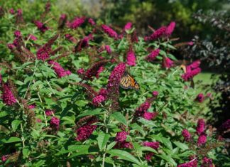 Butterfly Bush Pruning – Butterfly Bush Prune Method Butterfly Bush Pruning