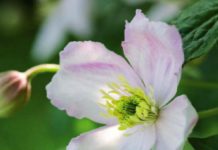 4 Clematis Montana Simple Pruning Advices Clematis Montana Pruning