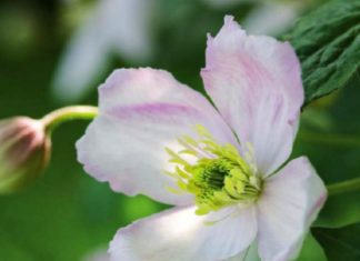 4 Clematis Montana Simple Pruning Advices Clematis Montana Pruning