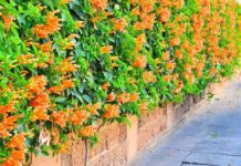 Climbers Plants: Colorful Climbing Blooms Climbers Plants