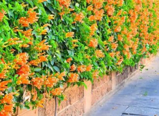 Climbers Plants: Colorful Climbing Blooms Climbers Plants