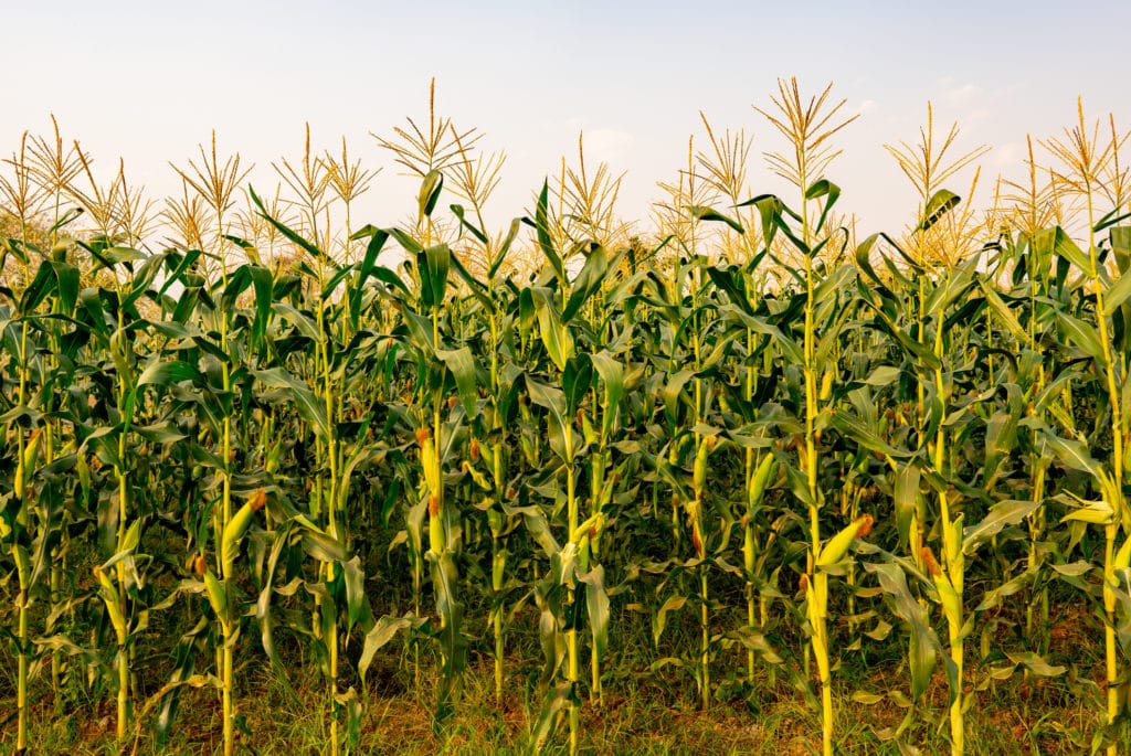 Corn Stalks