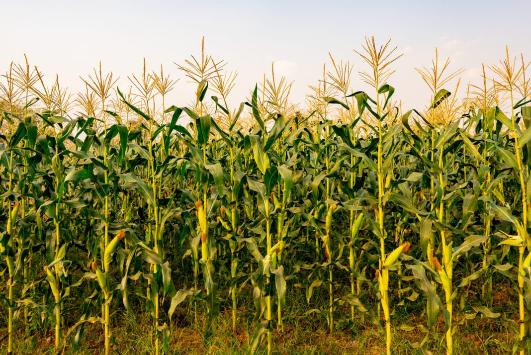 corn-stalks-winter-grazing-and-4-important-costs-involved