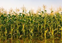 Corn Stalks: Winter Grazing And 4 Important Costs Involved Corn Stalks