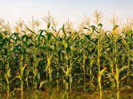Corn Stalks: Winter Grazing And 4 Important Costs Involved Corn Stalks