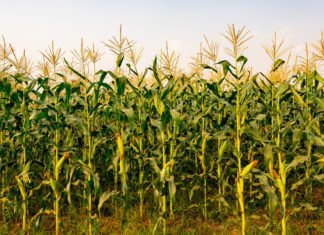 Corn Stalks: Winter Grazing And 4 Important Costs Involved Corn Stalks