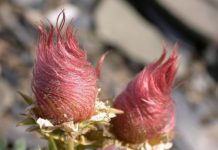 Creeping Avens: How to Grow Geum Reptans Creeping Avens