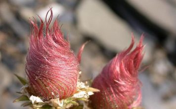Creeping Avens: How to Grow Geum Reptans Creeping Avens